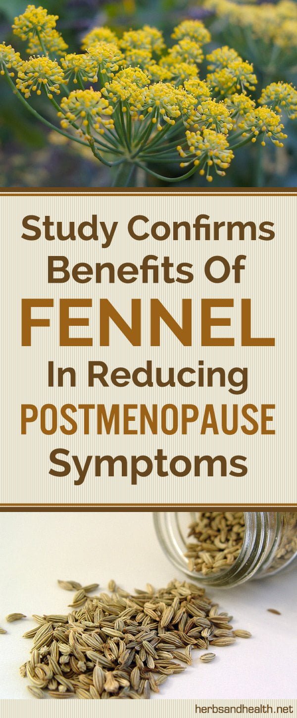 Study Confirms Benefits Of Fennel In Reducing Postmenopause Symptoms