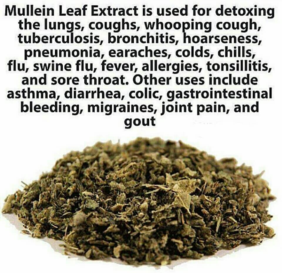 Swipe 
Mullein leaf is an extremely beneficial herb.  If you want to detox your …