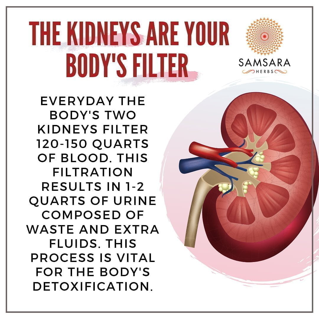 The kidneys filter out impurities, control blood pressure, and even produce horm…