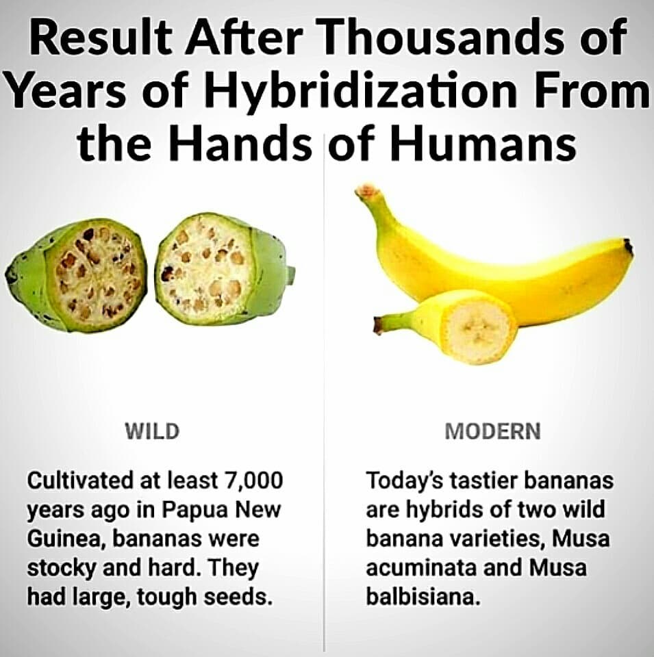 Swipe ️
Bananas seem to have undergone tremendous change from it’s original form…