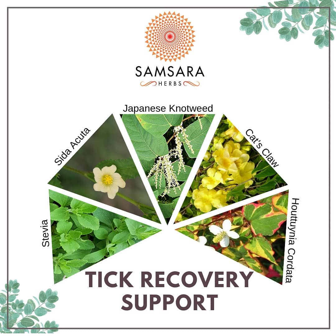 Why Samsara Herbs? 
At Samsara Herbs, we source the highest quality herbal extra…