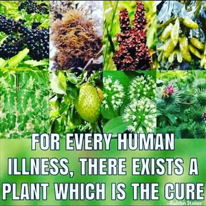 Herbs were put on this planet by our creator. Let’s learn about them shall we?

…