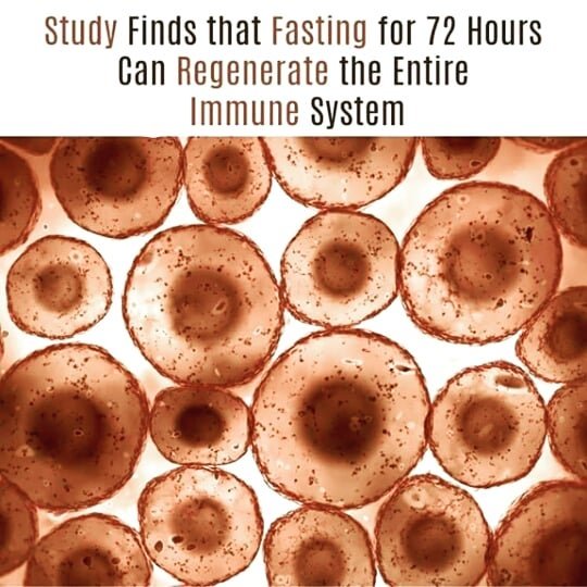 Study finds that fasting for 72 hours can regenerate the entire immune system.  …