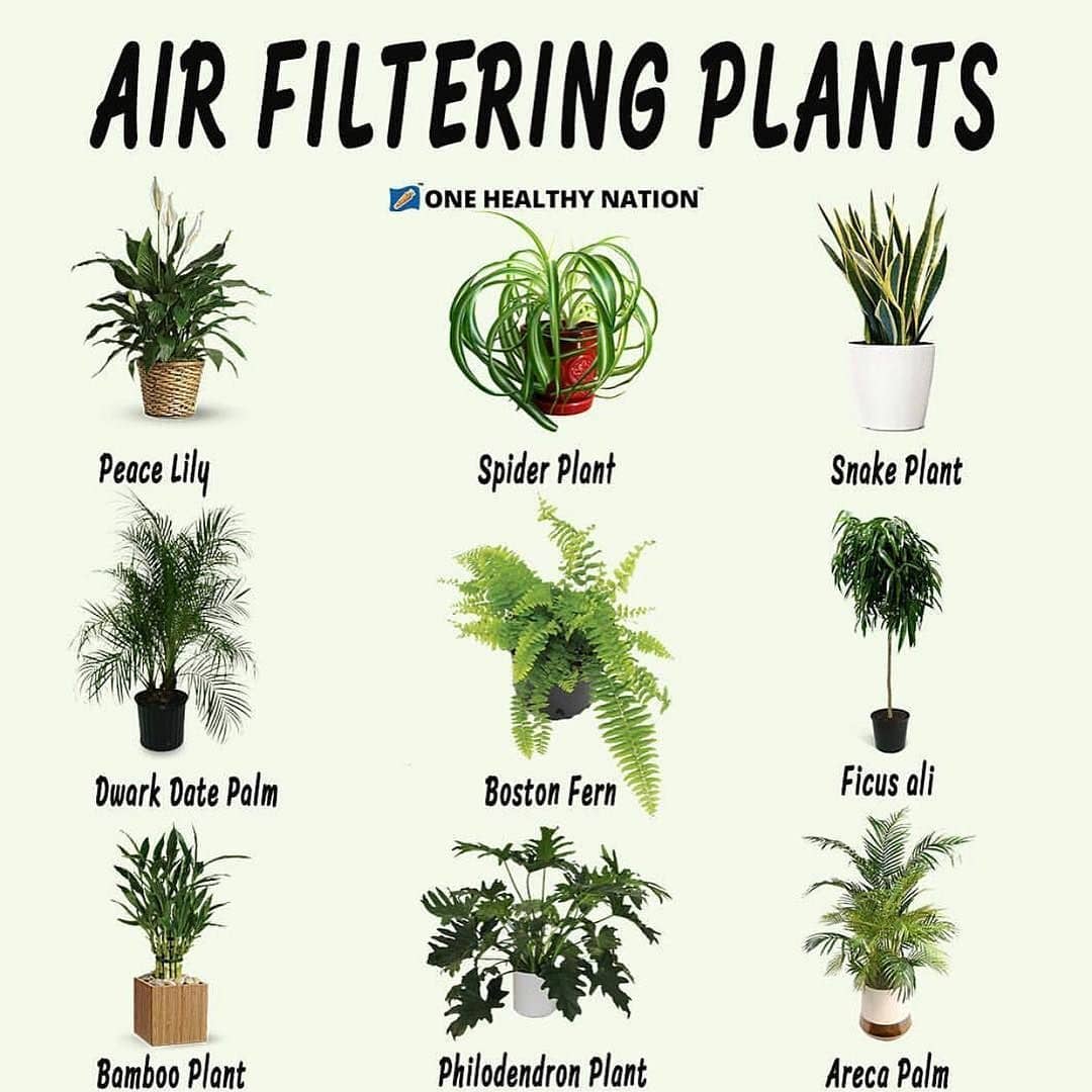 Air Filtering Plants  by 
.
TAG-SAVE-SHARE
.
Follow  for MOREEEE
.
Did you know…