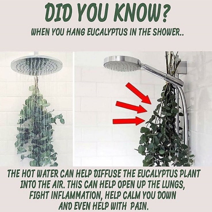 If you cant do this, steam inhalation with eucalyptus oil is another option to c…