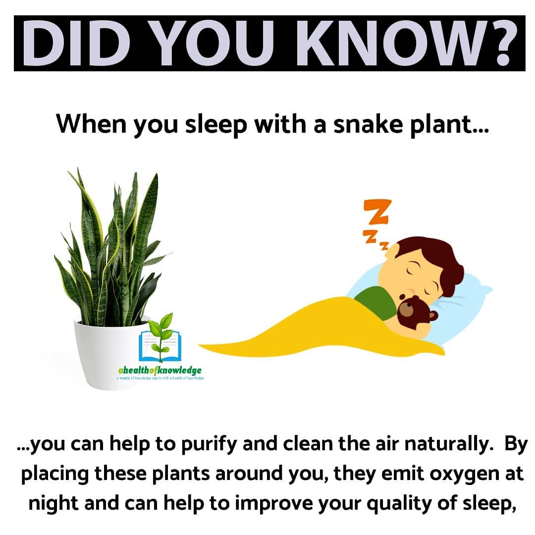 HAVE YOU GOT A SNAKE PLANT? 
.
.
.
.
.
                       …