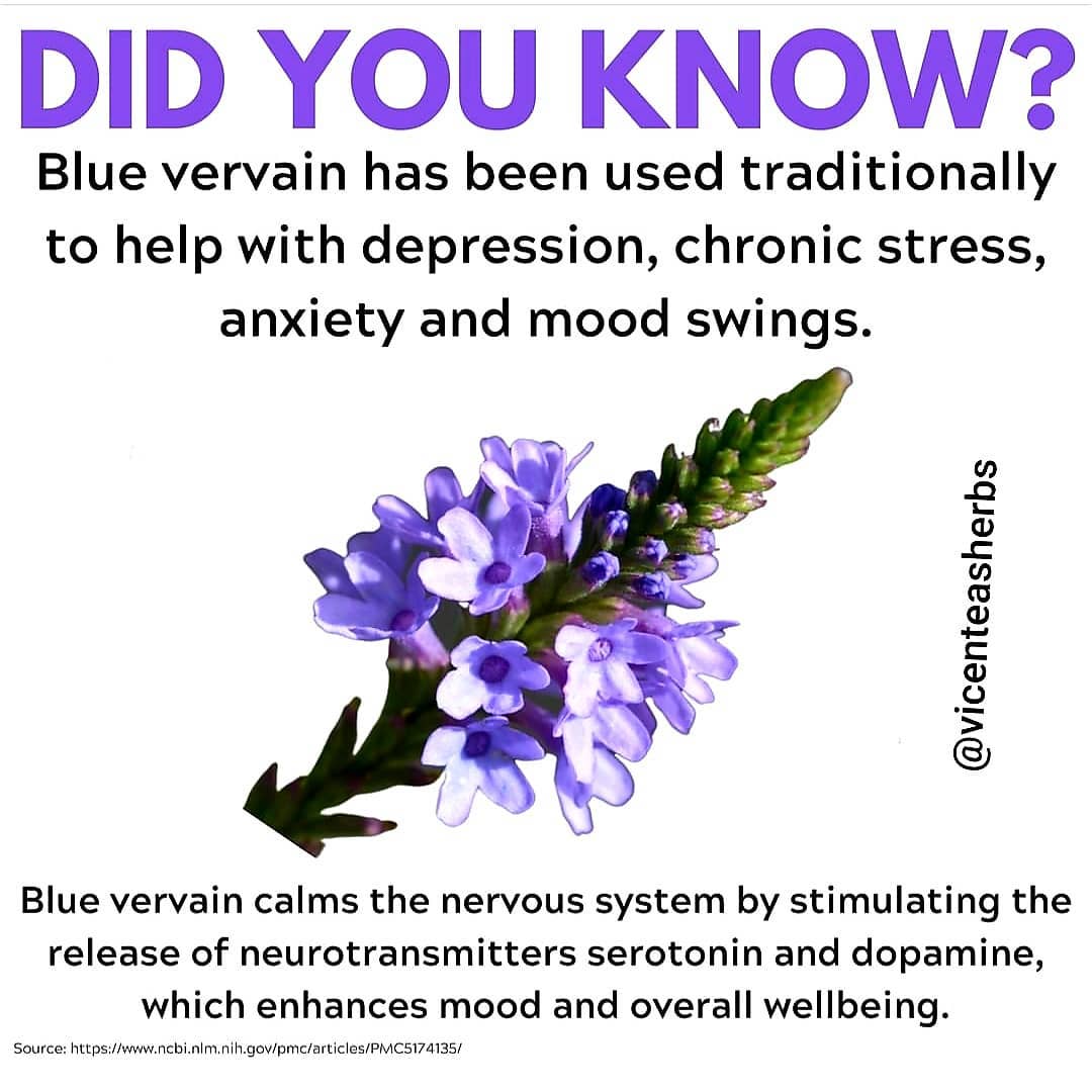 Get to know blue vervain.
.
.
.
.
.
.
.
.
.
.
.
.
.
.
.
.
.
.
.
.
.
.
.
.
.
.
.
…