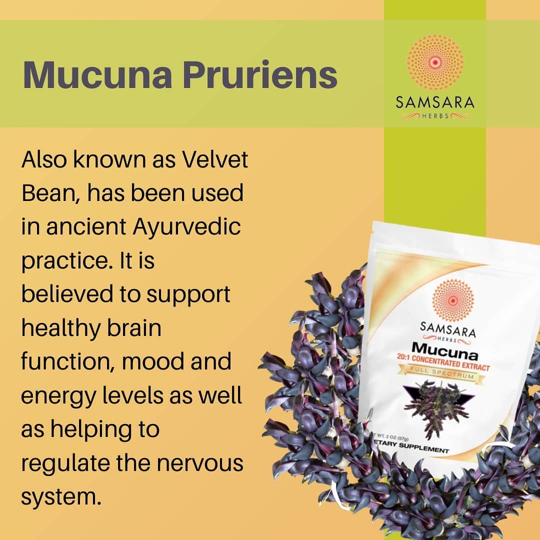 This is another of our
amazing products.
Additionally, Mucuna is
thought to s…