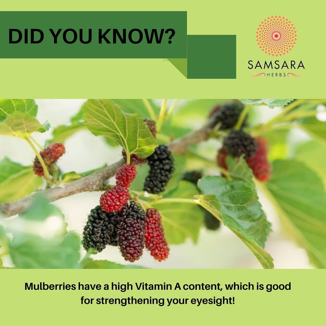 The benefits of mulberries
include a high concentration
of resveratrol, a type…