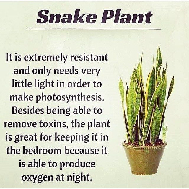 Did you know The Snake Plant by 
.
TAG-SAVE-SHARE with someone that loves their …