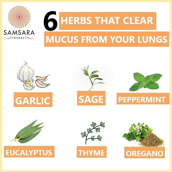 Herbs can be incredibly
beneficial. They can heal
infections and even repair
…