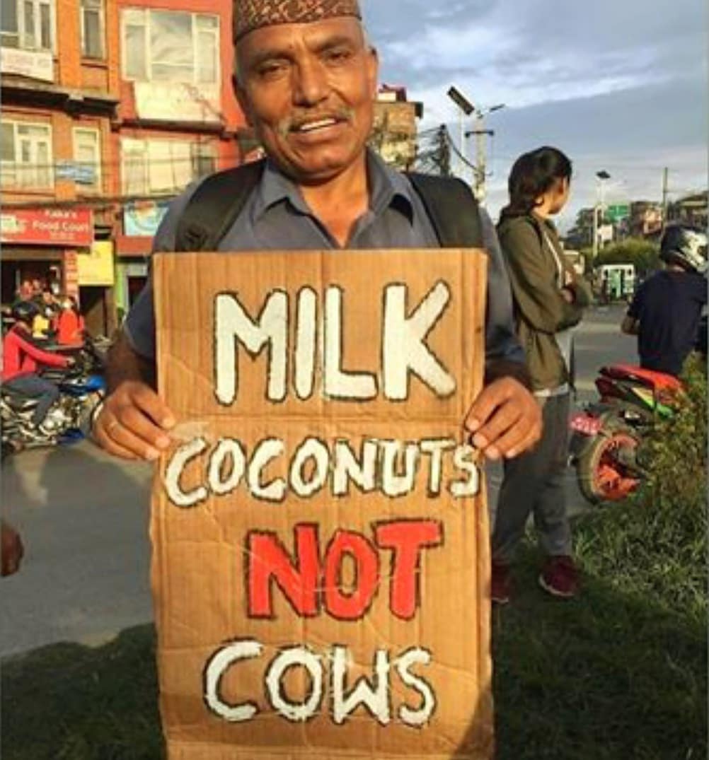 Milk coconut  not cows!
.
.
.
.
.
.
.
.
.
.
.
.
.
.
.
.
.
.
.
.
.
.
.
.
.
.
.
.
…