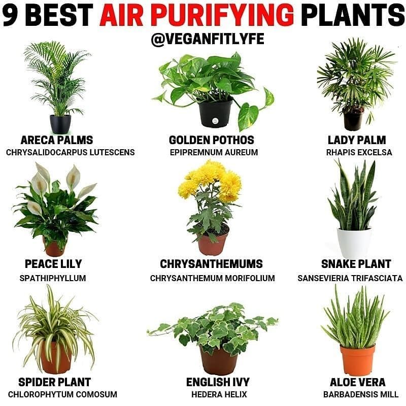 Air purifying plants by 
 
.
TAG-SAVE-SHARE with someone who loves house plants
…