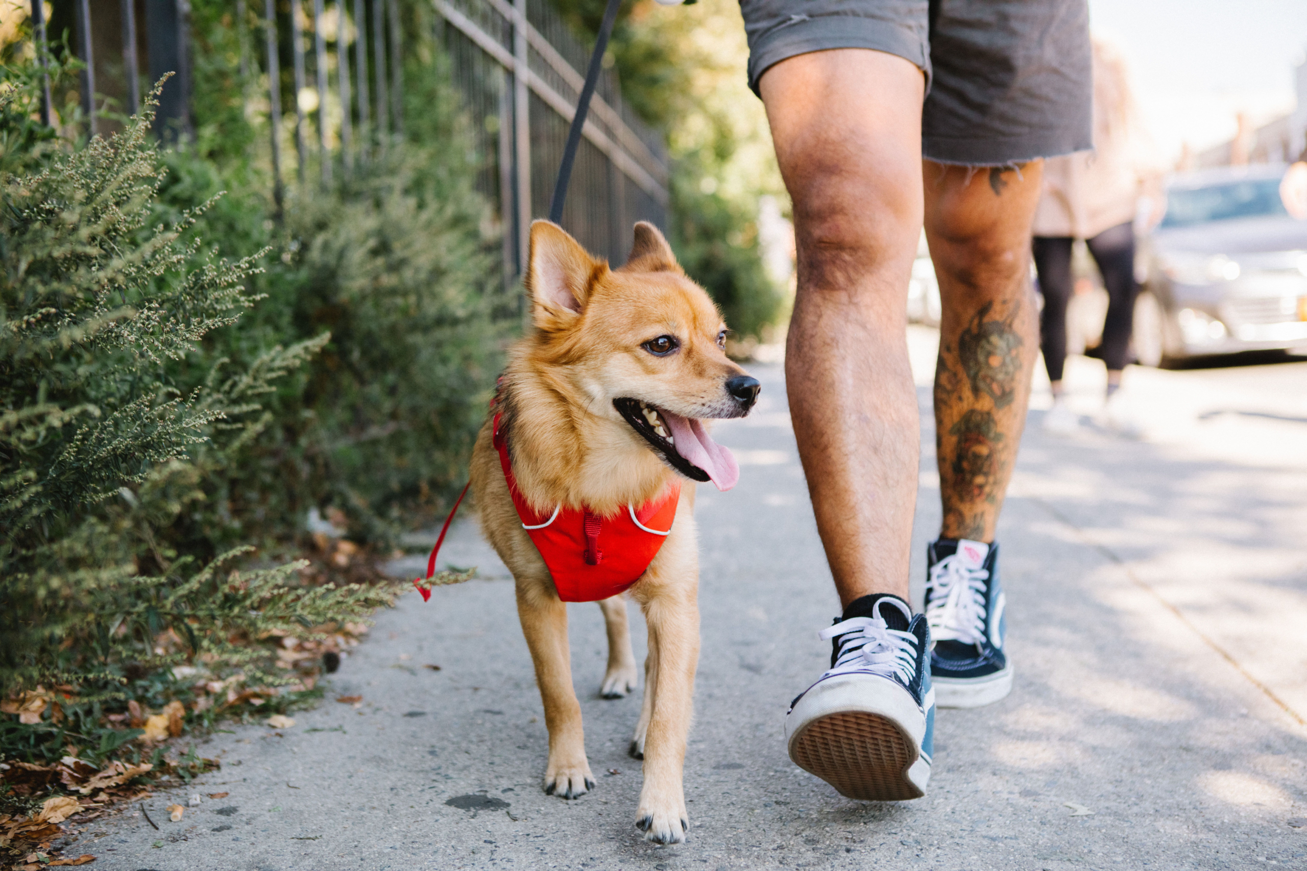 7 Natural Remedies for Anxious Dogs – Treehugger