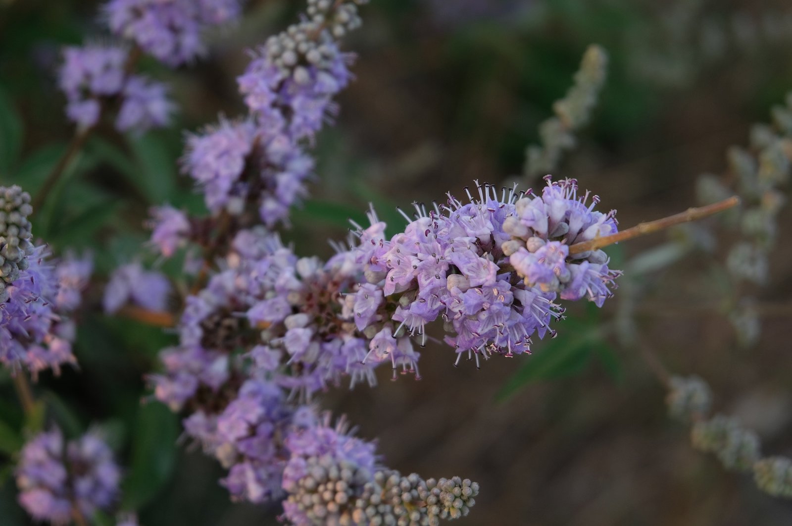 A plant story: All about Turkey’s herbal remedies | Daily Sabah – Daily Sabah