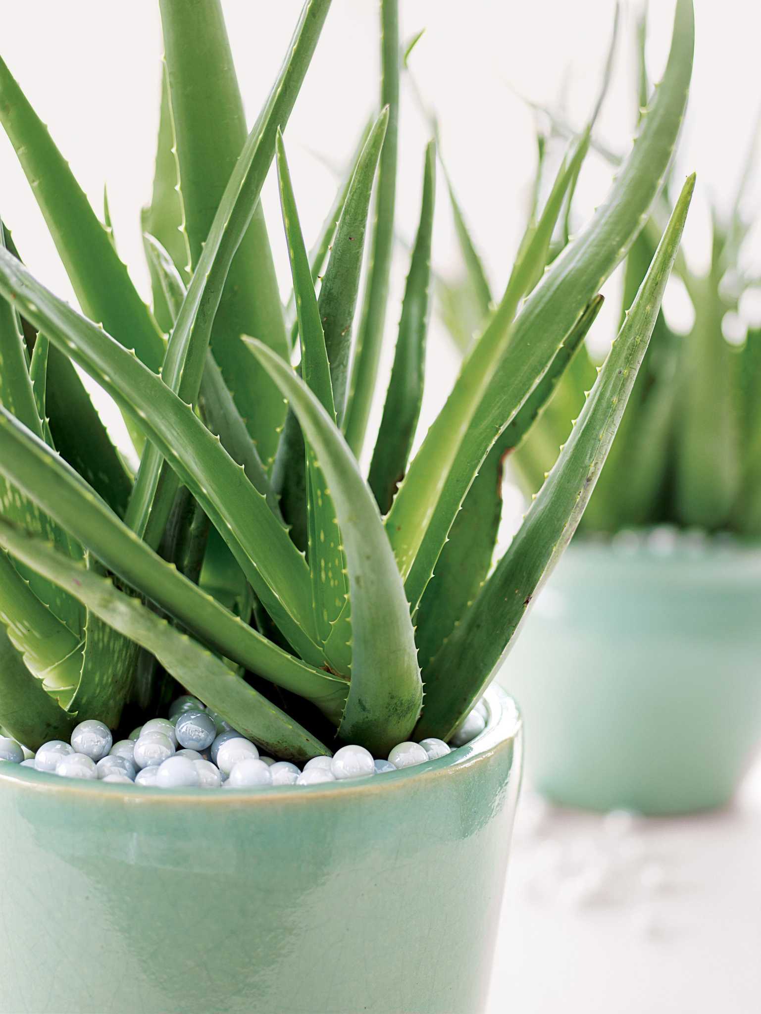 Aloe vera works naturally against heartburn – Houston Chronicle