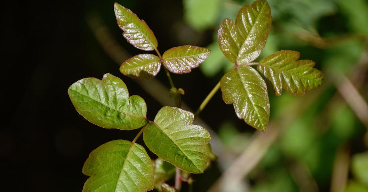 6 Natural Remedies to Soothe the Itchy Sting of Poison Ivy – Green Matters