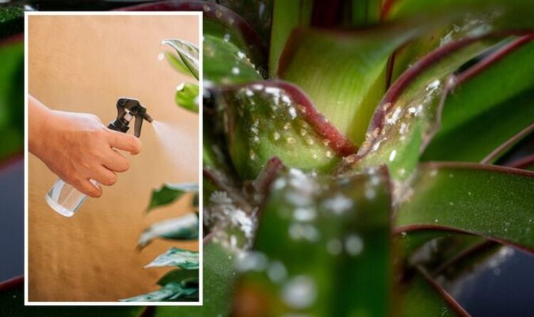 'Work perfectly well': How to control houseplant pests with 'all natural' remedies – Express