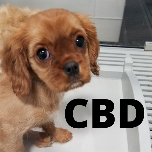 CBD for Dogs Health Natural Remedy Initiative | The Magazineplus – The Magazine Plus