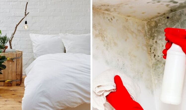 Get rid of black mould on bedroom walls with four remedies to banish it for good – Express