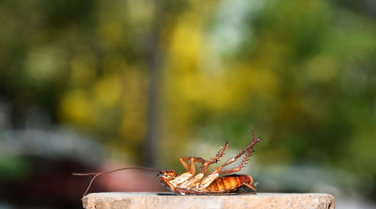 How to get rid of cockroaches – 5 natural remedies to keep them away for good – Homes & Gardens