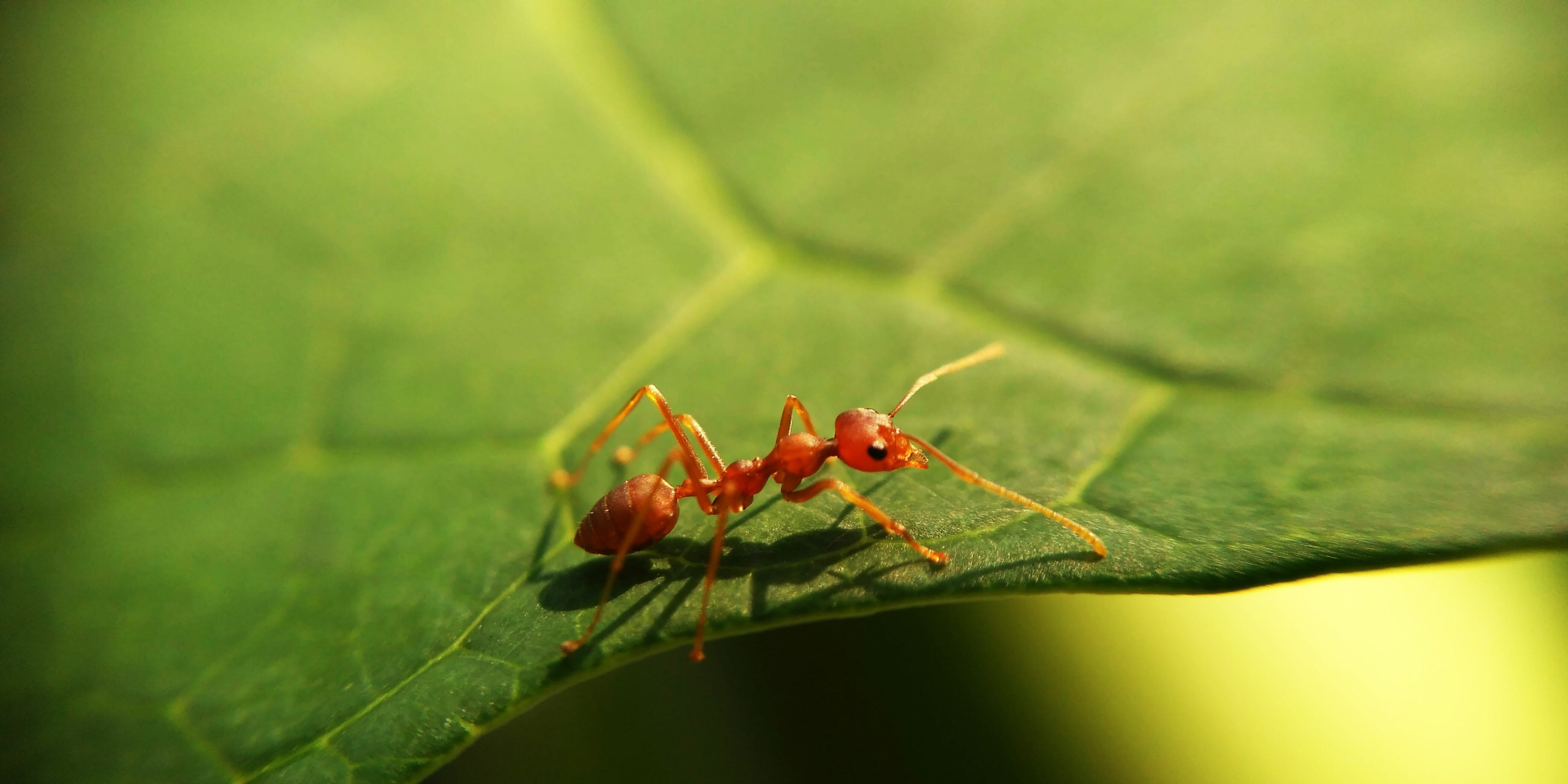 Ant Bites Symptoms – Prevention Magazine