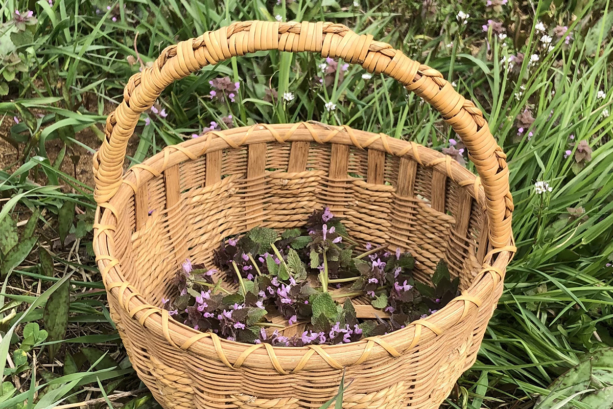 The pleasing properties of purple dead nettle – Farm and Dairy