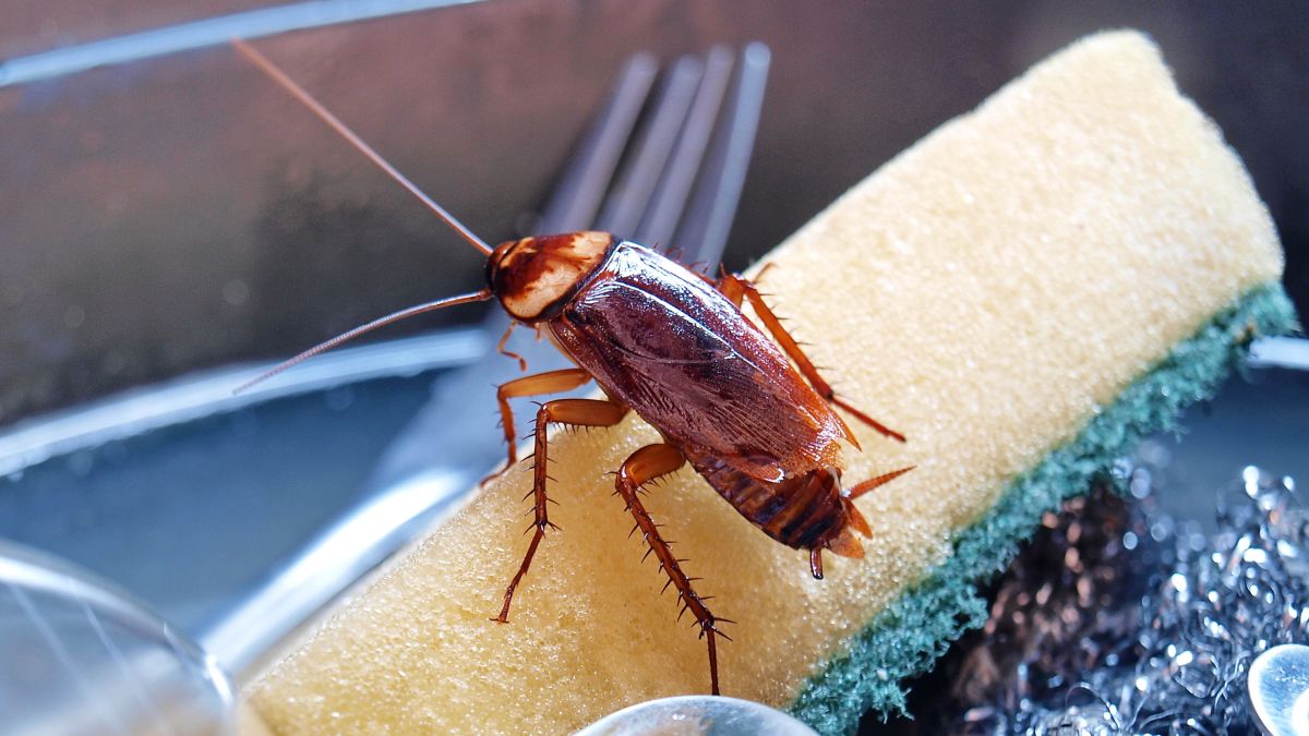 How to get rid of roaches quickly and safely – Tom's Guide