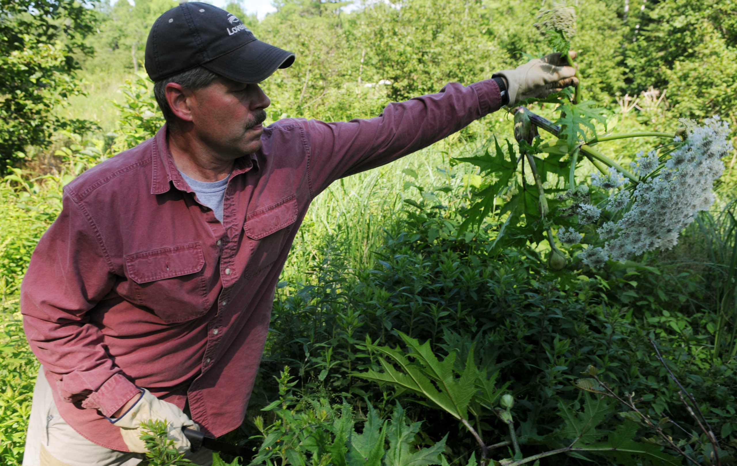 Natural weeding solutions that actually work – Bangor Daily News