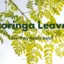 Moringa Leaves: Benefits, Side Effects, and How to Use Them Safely