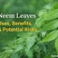 Neem Leaves: Uses, Benefits, and Potential Risks