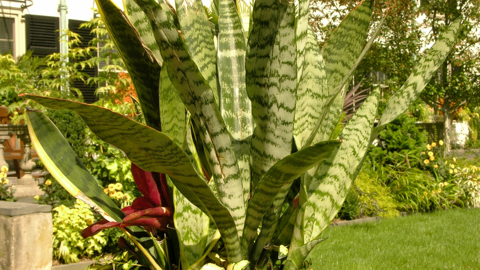 Snake Plant Benefits: Nighttime Oxygen, Air Purification Science & Complete Care Guide